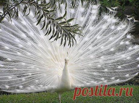 Одноклассники