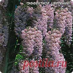 Глициния Китайская, 2 шт.