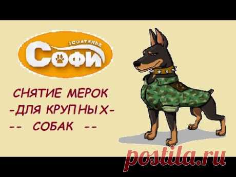 Снятие мерок на комбинезон  для крупных собак.