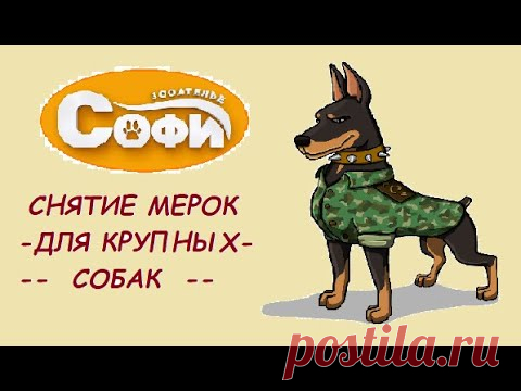 Снятие мерок на комбинезон  для крупных собак.