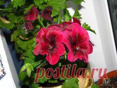 ЦВЕТИКИ МОИ....