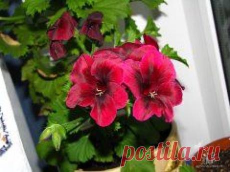 ЦВЕТИКИ МОИ....