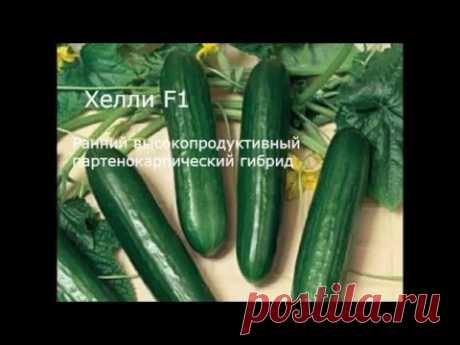 Сорта огурцов для теплиц, фото и название. - YouTube