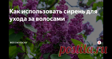 Как использовать сирень для ухода за волосами Купить цветы сирени можно в мае. Она продаётся на каждом углу, ведь это как раз то время, когда она цветёт. Это растение любят люди, часто используют в ландшафтном дизайне.