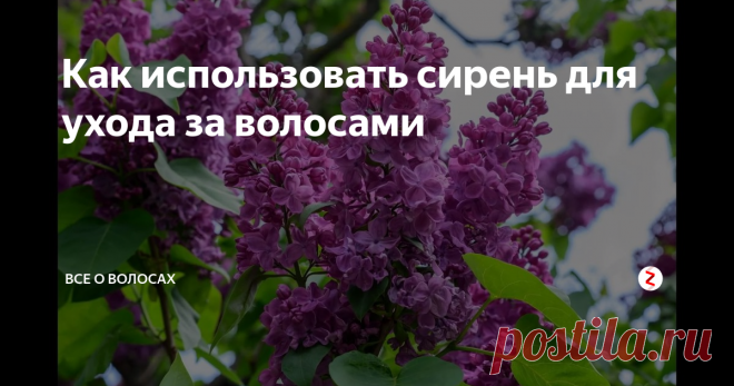 Как использовать сирень для ухода за волосами Купить цветы сирени можно в мае. Она продаётся на каждом углу, ведь это как раз то время, когда она цветёт. Это растение любят люди, часто используют в ландшафтном дизайне.