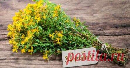 Зверобой — волшебная трава: гормонов счастья много не бывает. Не спеши в аптеку за антидепрессантами, наши бабушки лечили хандру зверобоем.