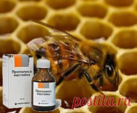 Прополис от всех болезней