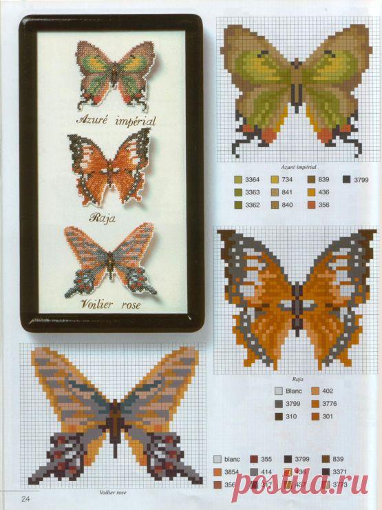 (640) Gallery.ru / Фото #38 - ПЕРНАТЫЕ БАБОЧКИ - Fleur55555 | a