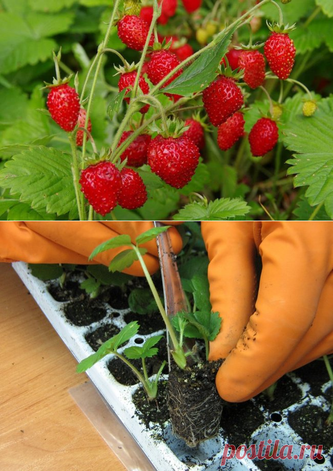 Когда пикировать землянику