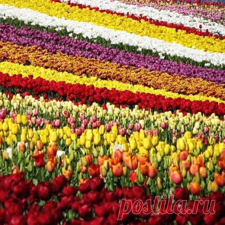 Море тюльпанов | Самоцветик