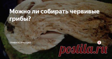 Можно ли собирать червивые грибы? Спор об этом идет, наверное, из покон веков ;) Одни считают догмой "червивый гриб - долой", другие же утверждают, что "червяк - это оболочка, наполненная тем же грибом".
Я не являюсь адептом ни одной из этих сторон.
Все дело в том, насколько сильно гриб поеден червем.
Перед тем, как рассказать, какие грибы беру я в смысле червивости, хочу объяснить кое-что своим подписчикам.