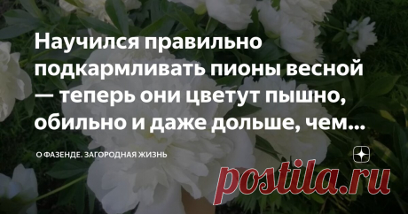 Научился правильно подкармливать пионы весной — теперь они цветут пышно, обильно и даже дольше, чем обычно (делюсь секретами) Статья автора «О Фазенде. Загородная жизнь» в Дзене ✍: Пионы — удивительные цветы. В списке моих любимых они уверенно занимают первое место — еще никому не удалось их сместить!