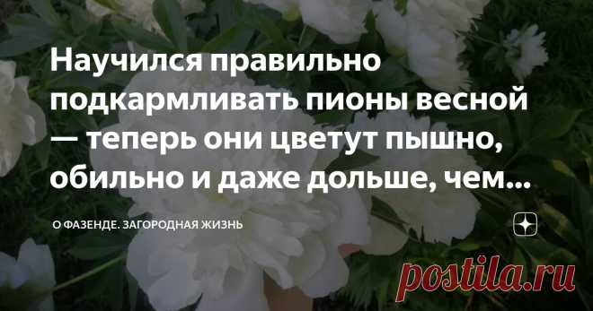 Научился правильно подкармливать пионы весной — теперь они цветут пышно, обильно и даже дольше, чем обычно (делюсь секретами) Статья автора «О Фазенде. Загородная жизнь» в Дзене ✍: Пионы — удивительные цветы. В списке моих любимых они уверенно занимают первое место — еще никому не удалось их сместить!