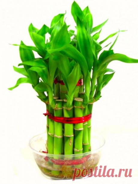 Как растить бамбук в домашних условиях в грунте: правила посадки и ухода «Счастливый бамбук» или «бамбук лаки» — это легкое в уходе комнатное растение. Оно хорошо растет при слабом непрямом свете и является миниатюрной альтернативой огромного вечнозеленого злака, произраст...