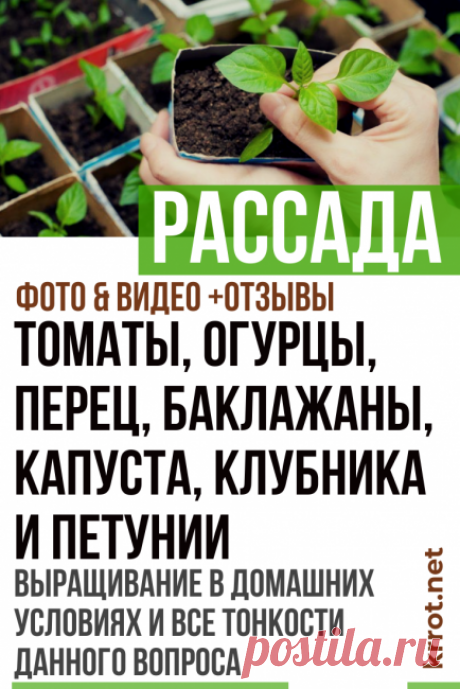 Выращивание Рассады в Домашних Условиях: Основные Приемы