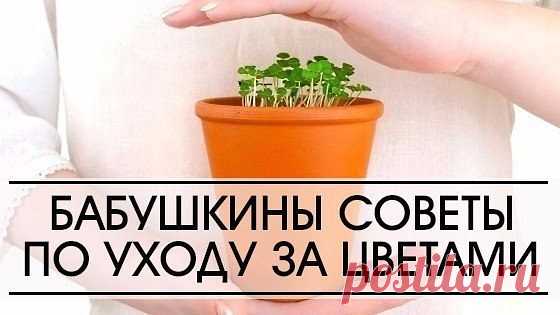 6 БАБУШКИНЫХ СОВЕТОВ ПО УХОДУ ЗА ЦВЕТАМИ 
Совет 1.
Зимой и осенью цветы нужно поливать утром. Летом и весной – вечером.
 
 
 
Совет 2.
Опрыскивать цветы нужно рано утром или вечером. В опрыскиватель заливают горячую воду, при распылении она …