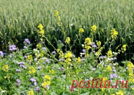 Какую роль выполняют сидераты в борьбе с сорняками