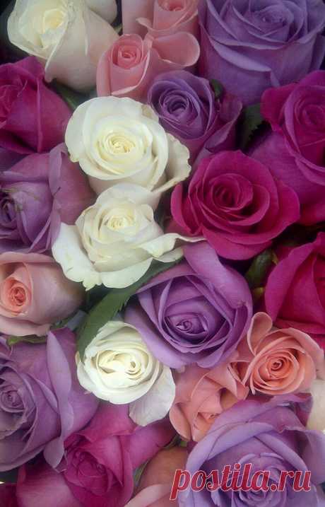 Rose Bouquet | Flickr - Photo Sharing!