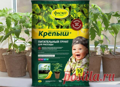 Как вырастить крепкую рассаду – 5 простых правил — Бабушкины секреты