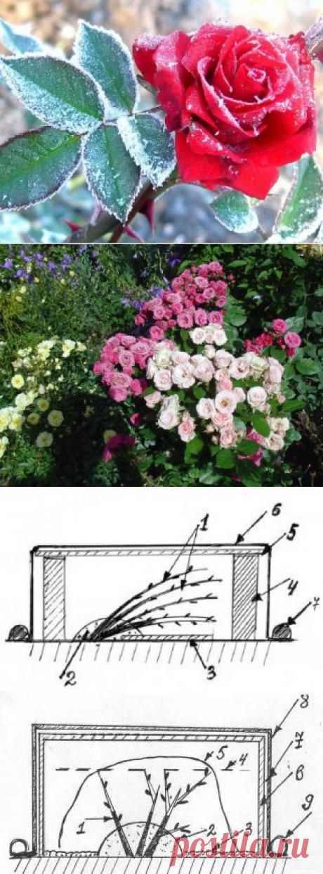 Как правильно укрывать розы на зиму | РОЗЫ