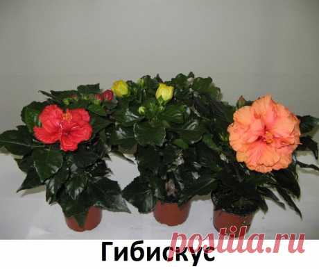 ПОЛЕЗНЫЕ И ВРЕДНЫЕ ЦВЕТЫ