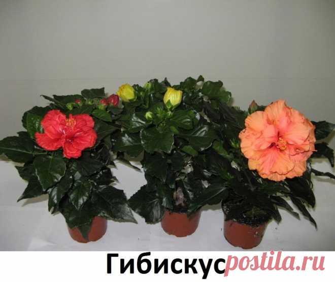 ПОЛЕЗНЫЕ И ВРЕДНЫЕ ЦВЕТЫ