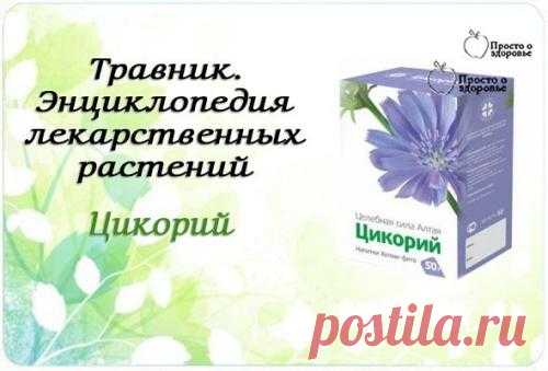Цикорий.  Цикорий нормализует обмен веществ в организме, способен выводить из организма все шлаки токсины. Цикорий очищает почки, помогает улучшить состояние больных диабетом. Кроме того, его применяют для улучшения состава крови. Цикорий возбуждает аппетит, улучшает деятельность кишечника, а также являетс...