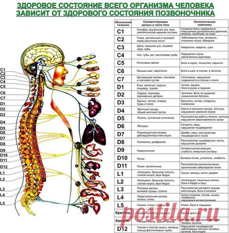 позвопочник