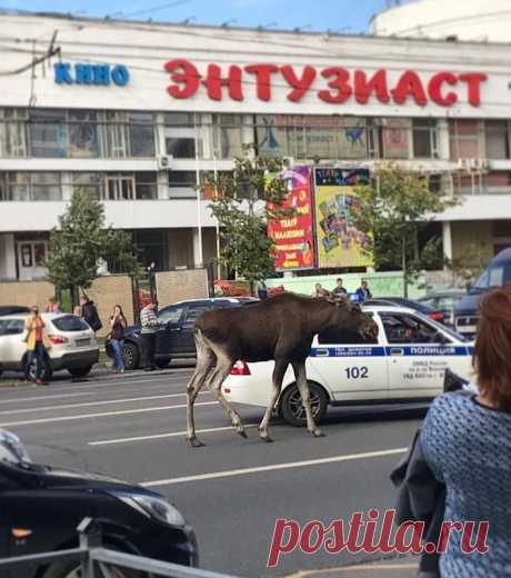 Дикий лось бродил по улицам у метро Выхино - Хвостатые байки