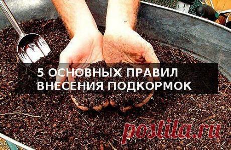5 ОСНОВНЫХ ПРАВИЛ ВНЕСЕНИЯ ПОДКОРМОК