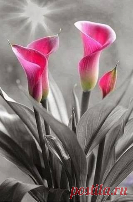 (10) Facebook