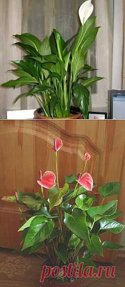 Какие комнатные растения приносят семейное счастье? Поверья и приметы | ЖЕНСКИЙ МИР