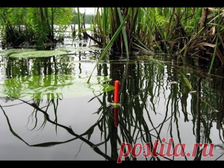 Ловля поплавочной удочкой весной, секреты ловли. - YouTube