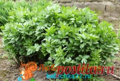 Любисток: выращивание и уход. Полезные свойства и рецепты Любисток: выращивание и уход. Полезные свойства и рецепты. Сорта любистока