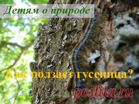 О насекомых дошкольникам. Как ползает гусеница? - YouTube