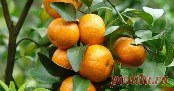Как вырастить мандарин из косточки в домашних условиях. Инструкции 1.Для посадки мандарина вам будут необходимы семена, а точнее косточки, которые можно «добыть», приобретя в магазине несколько спелых мандаринов. Для успешности мероприятия лучше, чтобы косточек было побольше (минимум 5-10), так […]