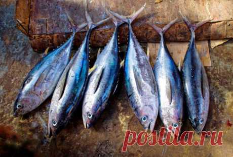 Как похудеть - диета эскимосов 

Узнаем, как похудеть - диета эскимосов для всех любителей рыбы как раз &quot;тот самый&quot; беспроигрышный вариант: несложно, вкусно, эффективно!