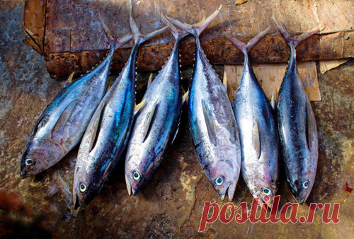 Как похудеть - диета эскимосов 

Узнаем, как похудеть - диета эскимосов для всех любителей рыбы как раз "тот самый" беспроигрышный вариант: несложно, вкусно, эффективно!