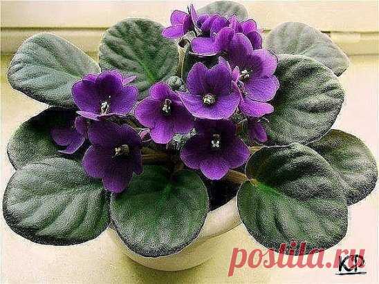 Как омолодить старую фиалку 😊
Молодей - хорошей милая фиалка!
Фиалка со временем теряет декоративность, у её розетки постепенно оголяется стебель.
Начинающие цветоводы сенполий нередко сталкиваются с проблемами правильной пересадки взрослых розеток, содержания растений и омоложения старых экземпляров фиалок.
У сенполий в процессе роста постепенно отмирают нижние листья, так что старое растение своим обликом напоминает пальму.
Цветение старой сенполии с оголённым стеблем ослабевает,