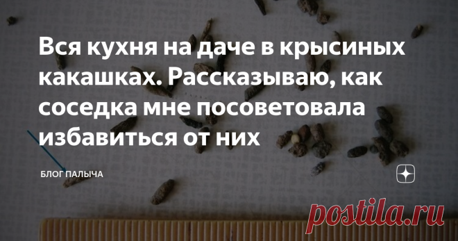 Вся кухня на даче в крысиных какашках. Рассказываю, как соседка мне посоветовала избавиться от них Вернувшись на свою дачу весной, я обнаружил крайне неприятный сюрприз. Пол в кухне был покрыт крысиным пометом! Они облюбовали все углы, кухня выглядела просто ужасно. Такая неприятность случилась со мной впервые: до этого у меня никогда не заводились крысы. Рассказываю, какие советы мне дала соседка по этому поводу...