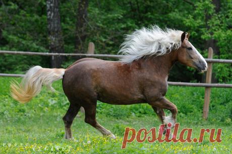 Тяжеловозы - самые большие и сильные лошади