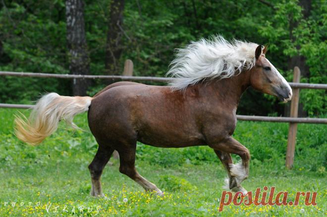Тяжеловозы - самые большие и сильные лошади