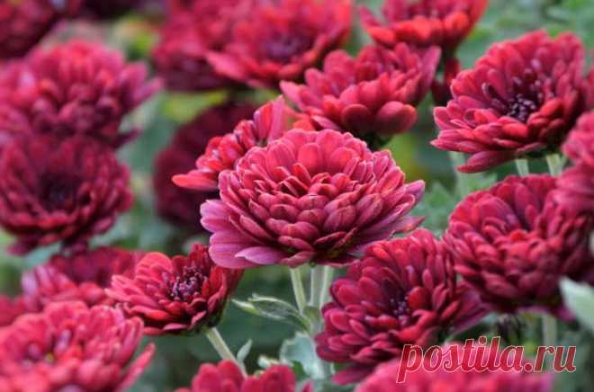 13 растений, которые помогут отпугнуть назойливых комаров