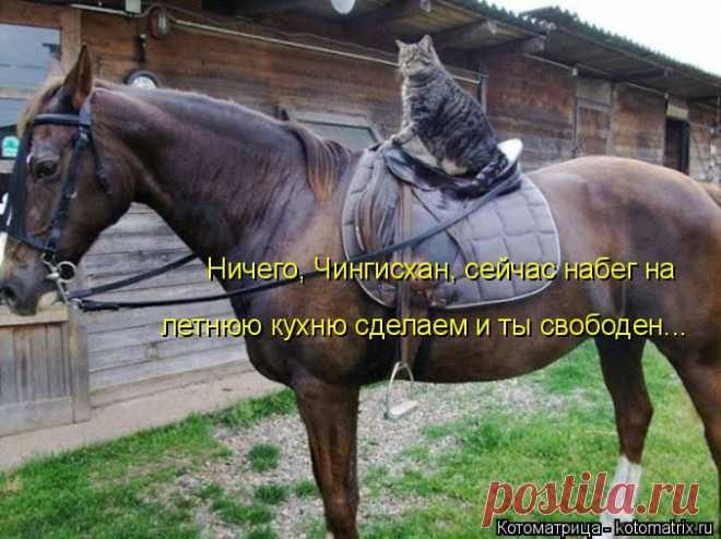 Котоматрица: Круть