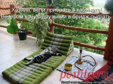 Хозяин,вели прибрать. | KotoMail.ru