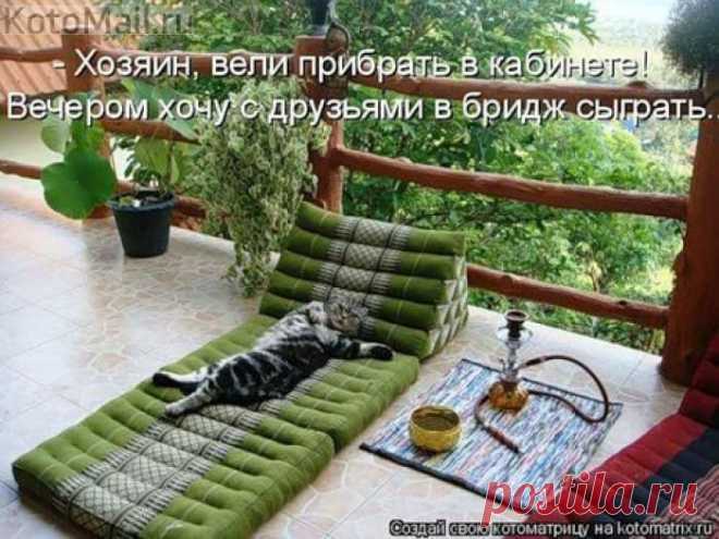 Хозяин,вели прибрать. | KotoMail.ru