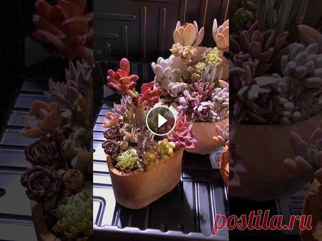 Композиции из суккулентов Волшебное трио скоро отправляется в Крым???? Ещё больше суккулентного волшебства смотрите в нашем Instagram....