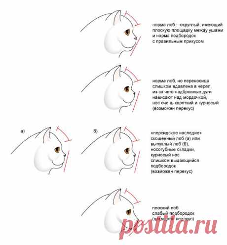 Персональный сайт - Стандарт породы и недостатки, продолжение (часть 2)