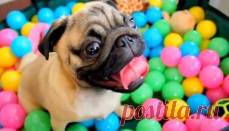 Забавное видео: мопс смешно носится в манеже с шариками | Вокруг света | Среда обитания
