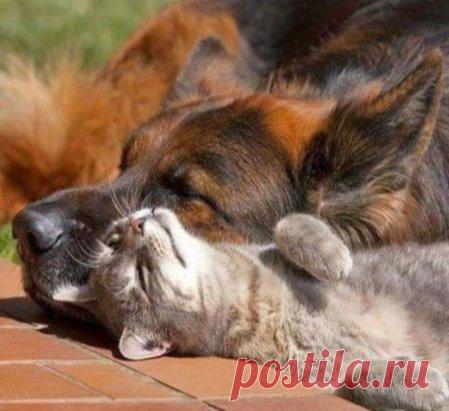 я на солнышке лежу